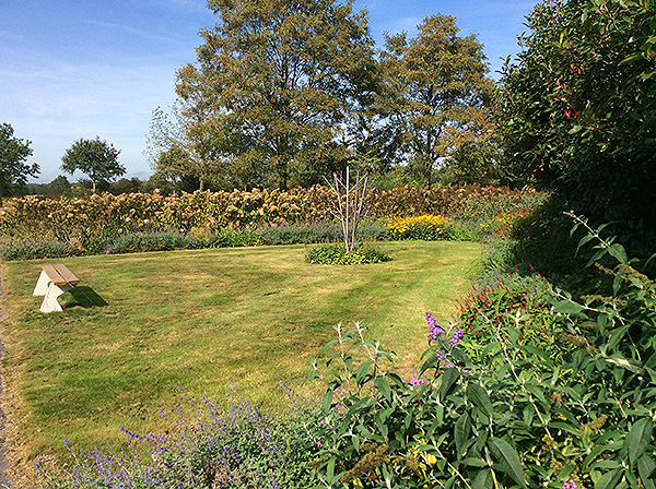 Foto van de troostboom met de planten eromheen