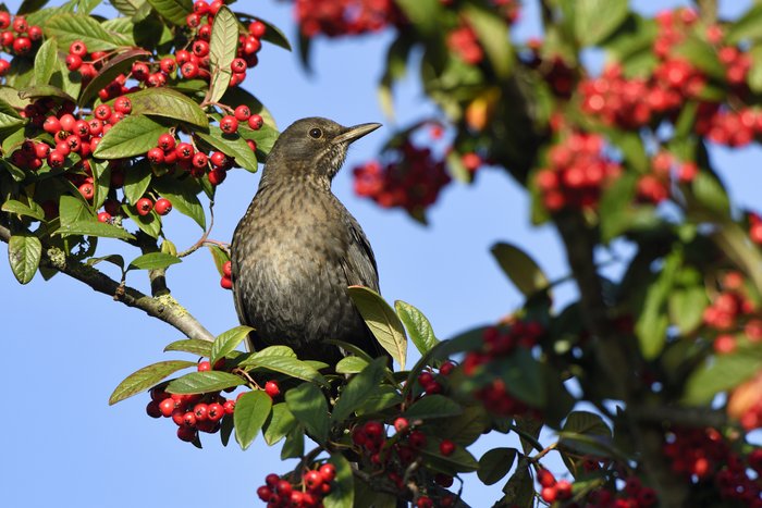 Een vogel zit in de boom