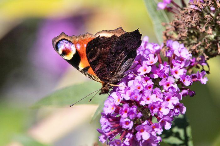 Een Dagpauwoog (vlinder) op een vlinderstruik